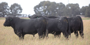 Angus & Brangus Bulls for Sale Queensland - JK Cattle Company, Condamine