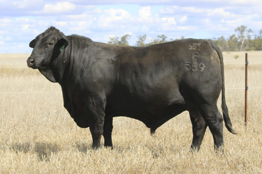 Angus & Brangus Bulls for Sale Queensland - JK Cattle Company, Condamine