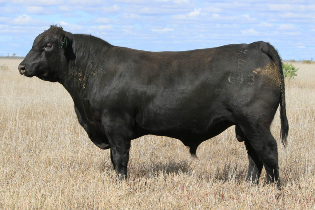 Angus & Brangus Bulls for Sale Queensland - JK Cattle Company, Condamine